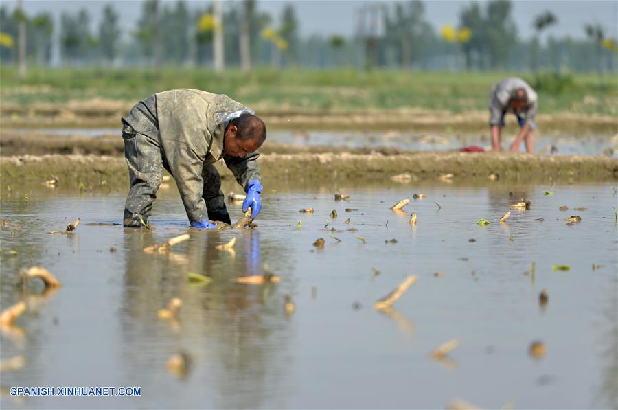 (2)CHINA-HEBEI-AGRICULTURA-LOTO