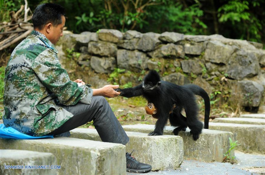 (2)CHINA-GUIZHOU-LANGUR DE FRANCOIS