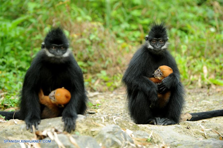 (1)CHINA-GUIZHOU-LANGUR DE FRANCOIS