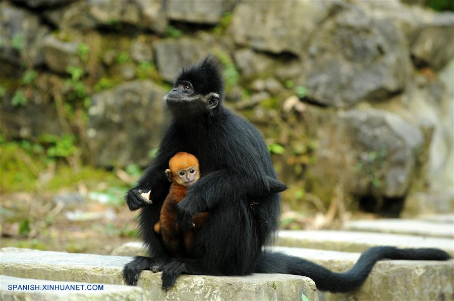 (3)CHINA-GUIZHOU-LANGUR DE FRANCOIS