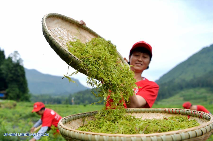 (3)CHINA-HUBEI-TE DE VID