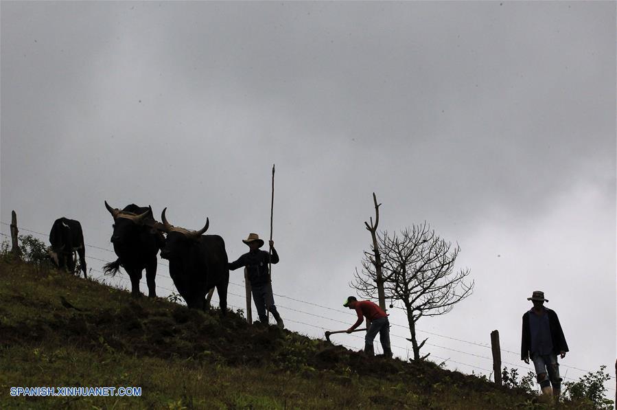 HONDURAS-MONTAÑA GRANDE-AGRICULTURA