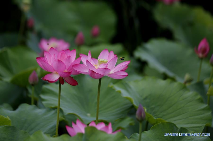 CHINA-SHANDONG-VERANO-FLORES DE LOTO