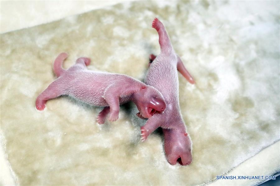 CHINA-SICHUAN-PANDAS GIGANTES-GEMELOS