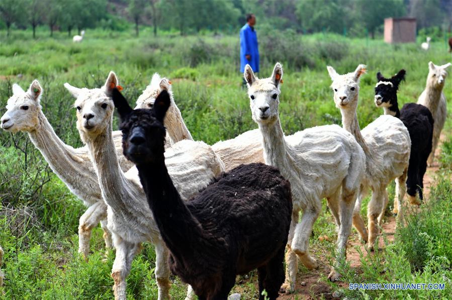 CHINA-SHANXI-CRIA DE ALPACAS-ALIVIO DE LA POBREZA-SERIE