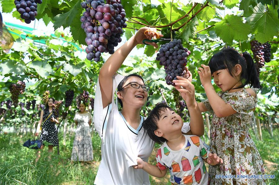 CHINA-JIANGXI-UVA-COSECHA