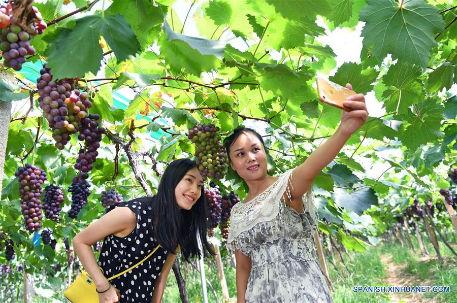 CHINA-JIANGXI-UVA-COSECHA