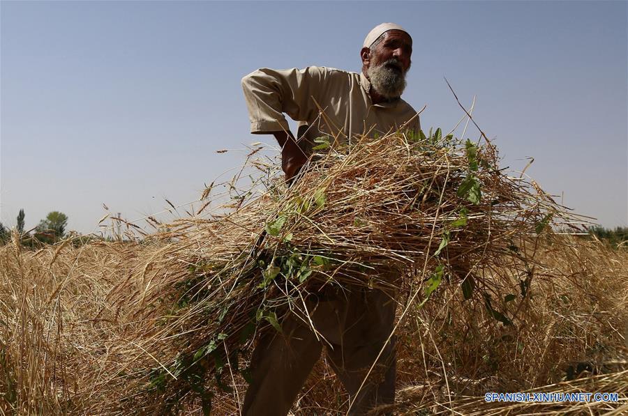 AFGANISTAN-GHAZNI-AGRICULTURA