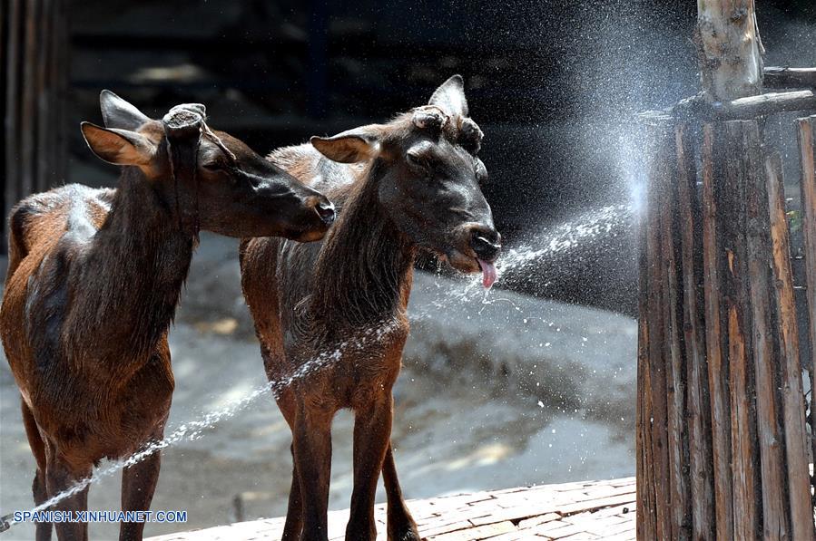 CHINA-HENAN-VERANO-ANIMALES