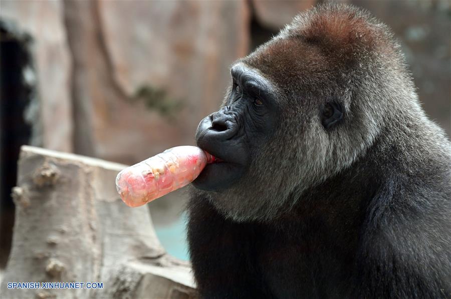 CHINA-HENAN-VERANO-ANIMALES