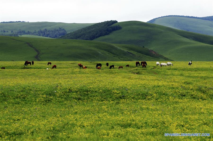 CHINA-HEBEI-FORESTACION 