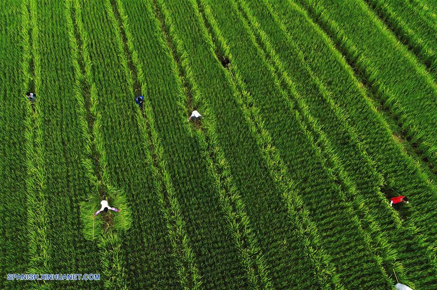 CHINA-GUIZHOU-AGRICULTURA-ARROZ