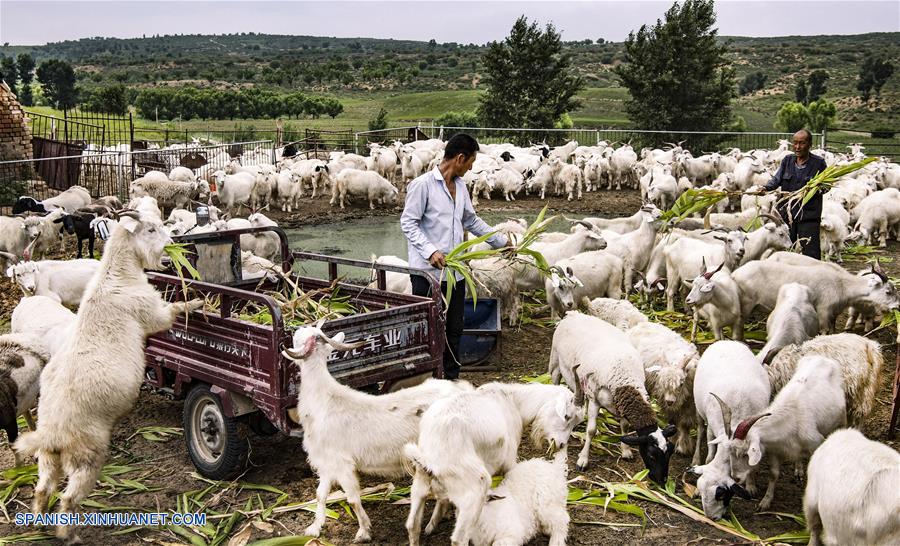 CHINA-SHAANXI-DESIERTO MAOWUSU-FORESTACION-SERIE 