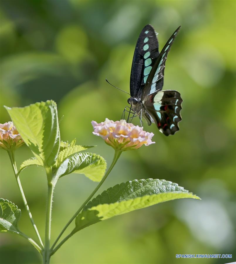 CHINA-FUJIAN-MARIPOSAS