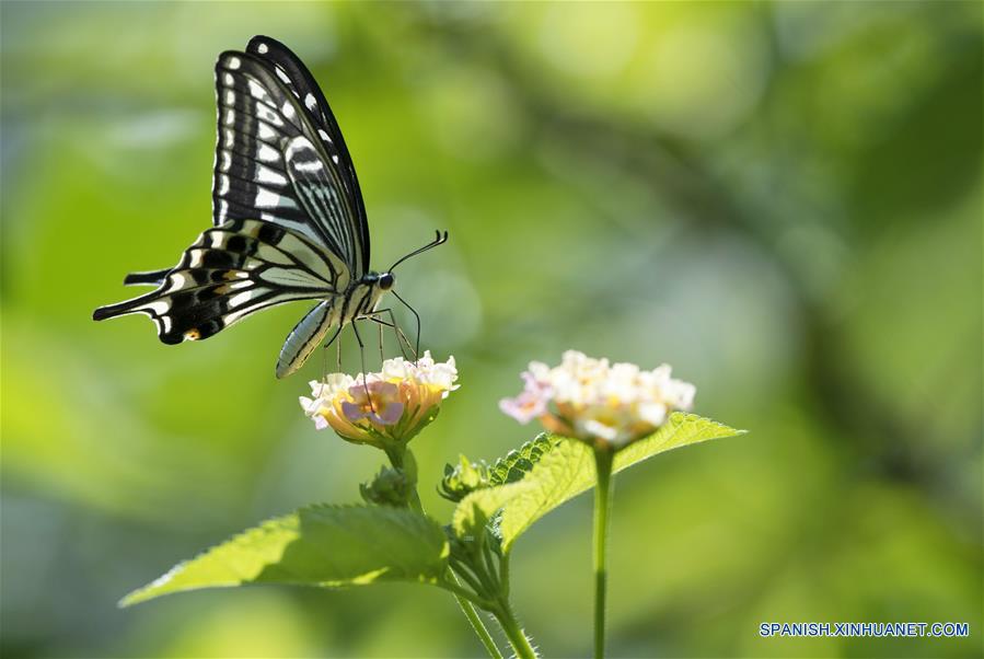 CHINA-FUJIAN-MARIPOSAS