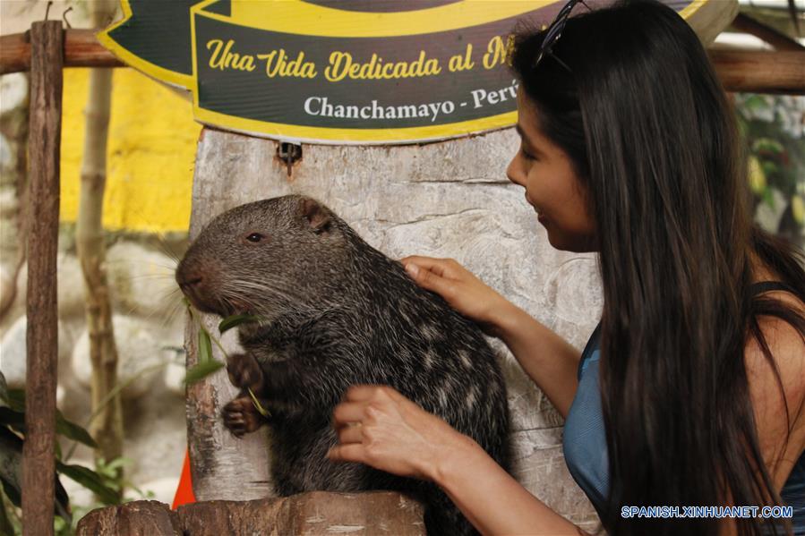 PERU-CHANCHAMAYO-PACARANA
