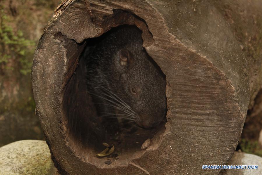 PERU-CHANCHAMAYO-PACARANA