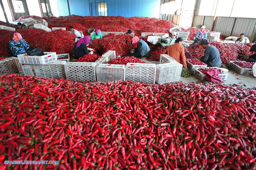 La cosecha de chili en Baicheng, Jilin