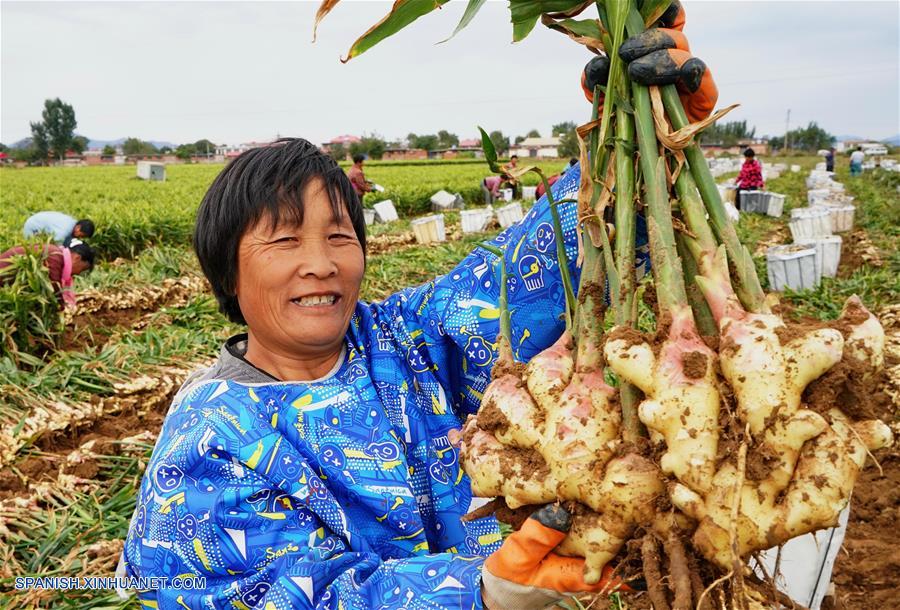 CHINA-HEBEI-COSECHA-JENGIBRE