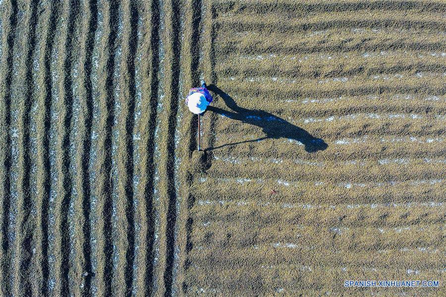 CHINA-JIANGSU-COSECHA-OTO&Ntilde;O