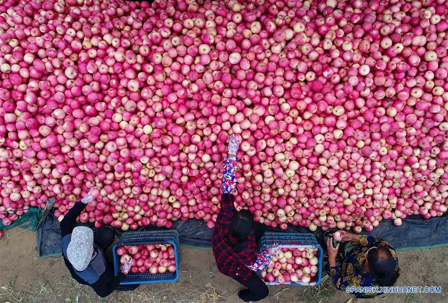 CHINA-HEBEI-AGRICULTURA-DESARROLLO