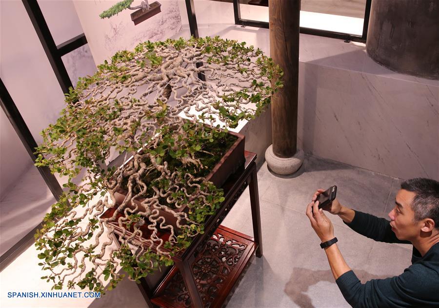 CHINA-JIANGSU-MUSEO-ARBOLES BONSAI