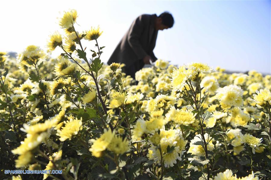 CHINA-ANHUI-CRISANTEMOS-COSECHA