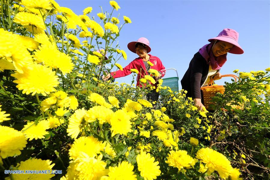 CHINA-GUIZHOU-CRISANTEMOS-COSECHA