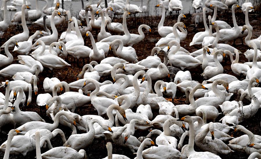 CHINA-HENAN-CISNES BLANCOS-SERIE