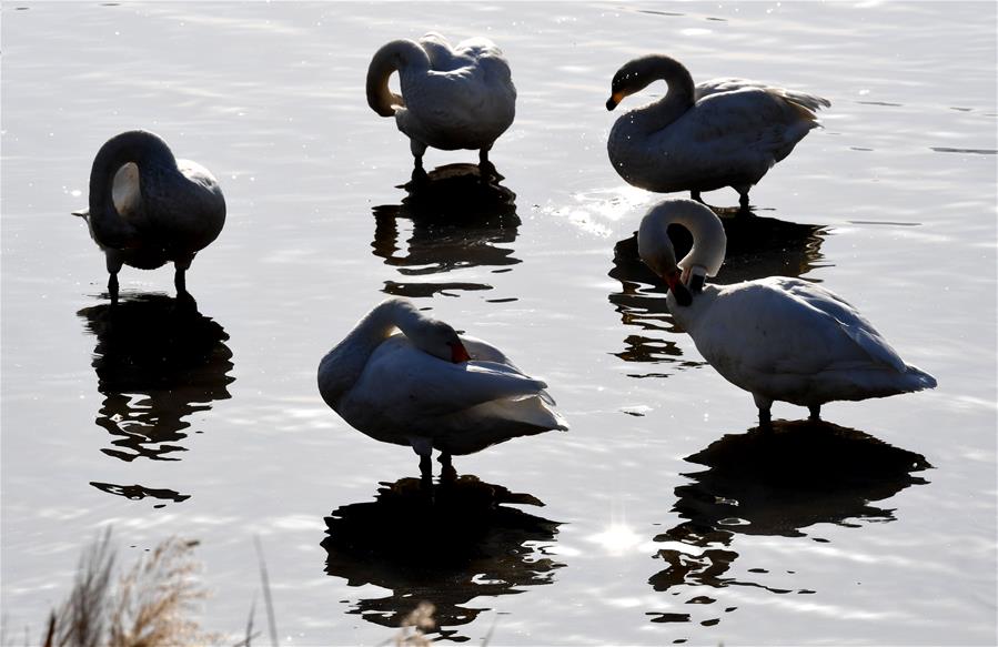 CHINA-HENAN-CISNES BLANCOS-SERIE