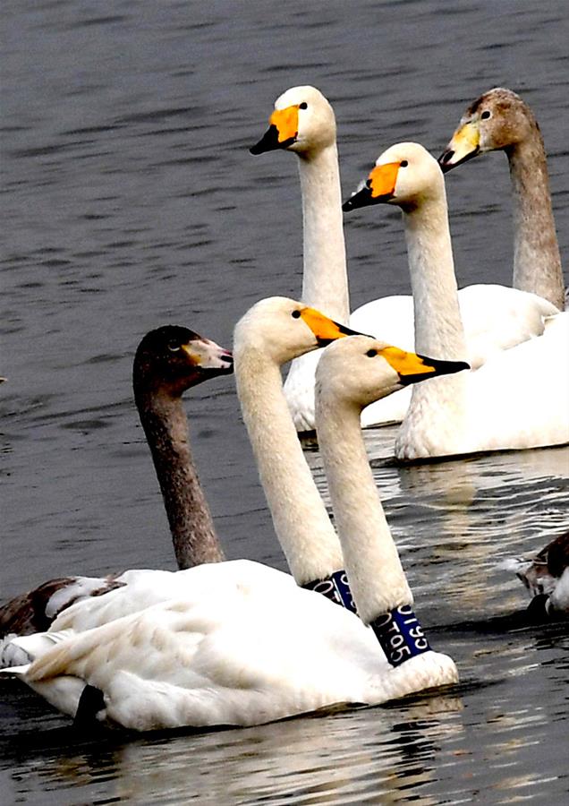 CHINA-HENAN-CISNES BLANCOS-SERIE