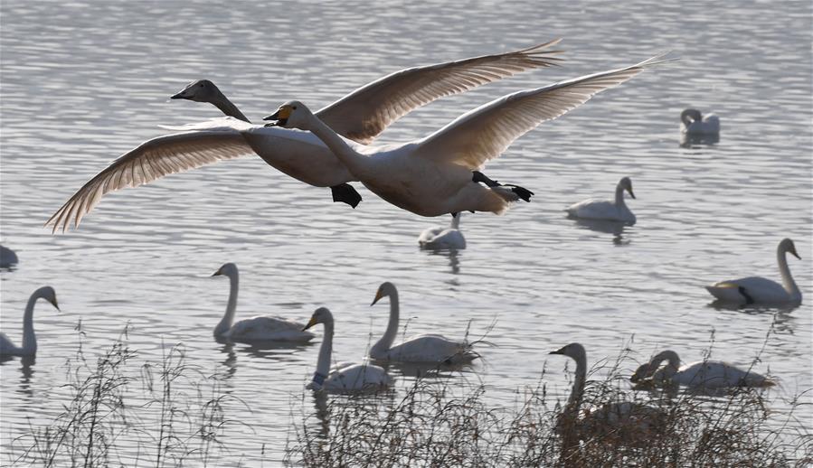 CHINA-HENAN-CISNES BLANCOS-SERIE