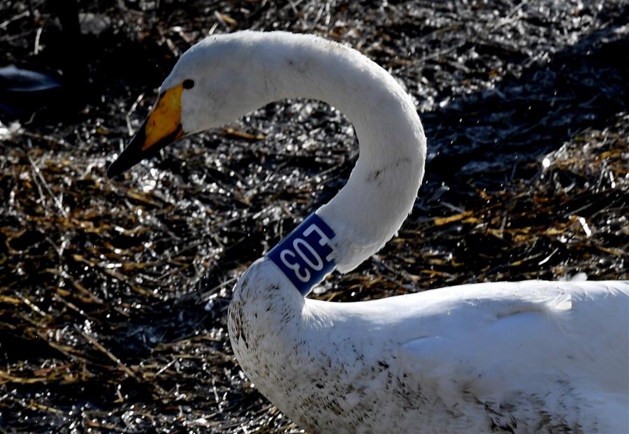 CHINA-HENAN-CISNES BLANCOS-SERIE