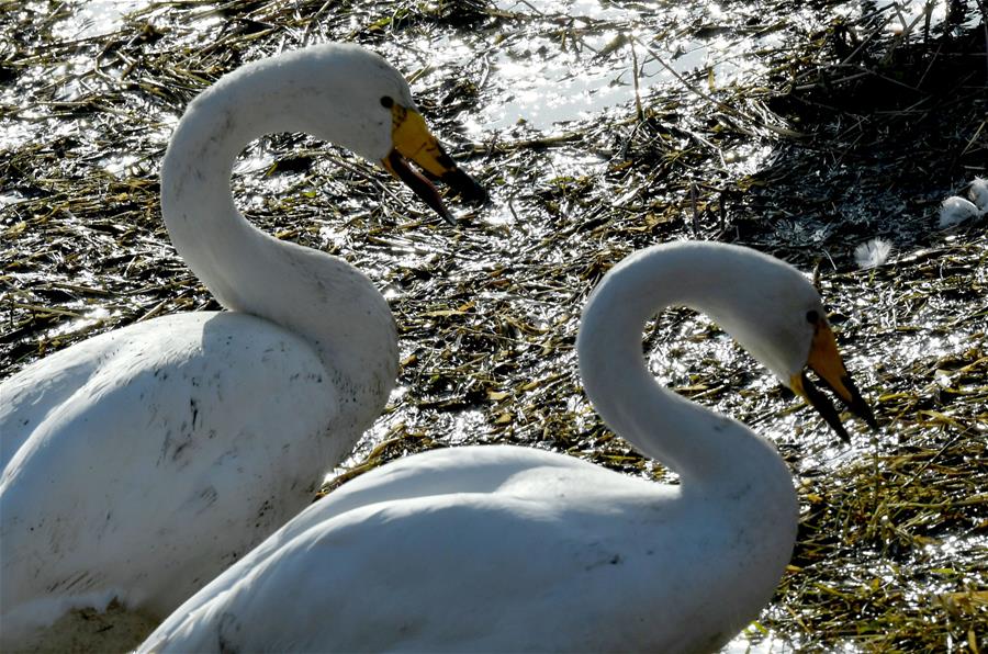 CHINA-HENAN-CISNES BLANCOS-SERIE