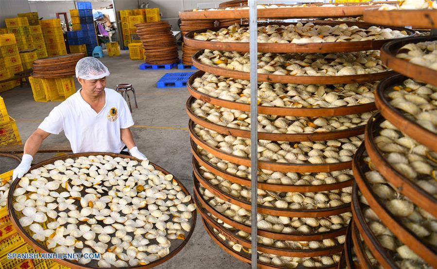 CHINA-GUANGDONG-MANDARINA-COSECHA