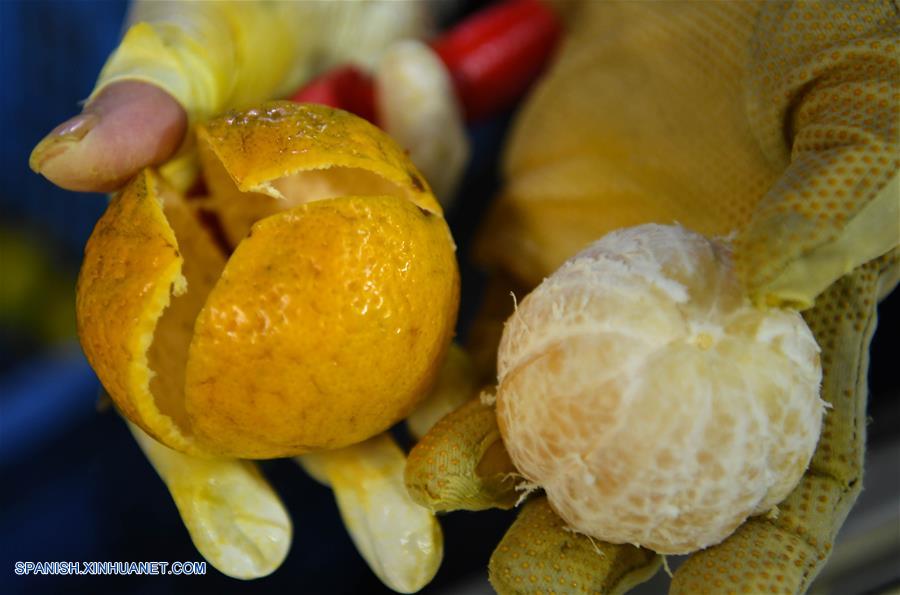 CHINA-GUANGDONG-MANDARINA-COSECHA