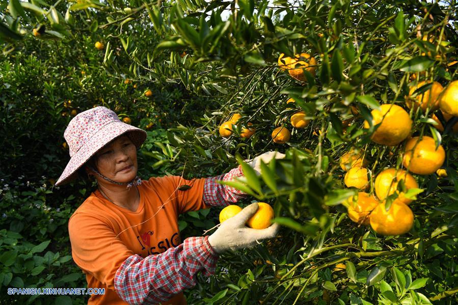 CHINA-GUANGDONG-MANDARINA-COSECHA
