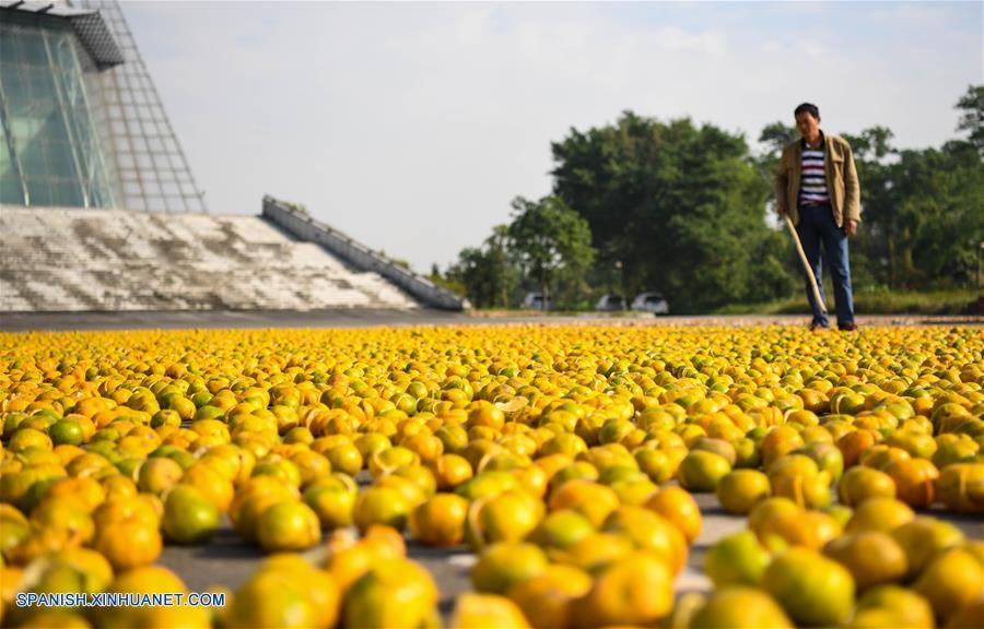 CHINA-GUANGDONG-MANDARINA-COSECHA