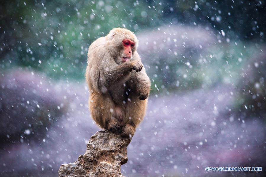 CHINA-NANJING-MACACO-NIEVE