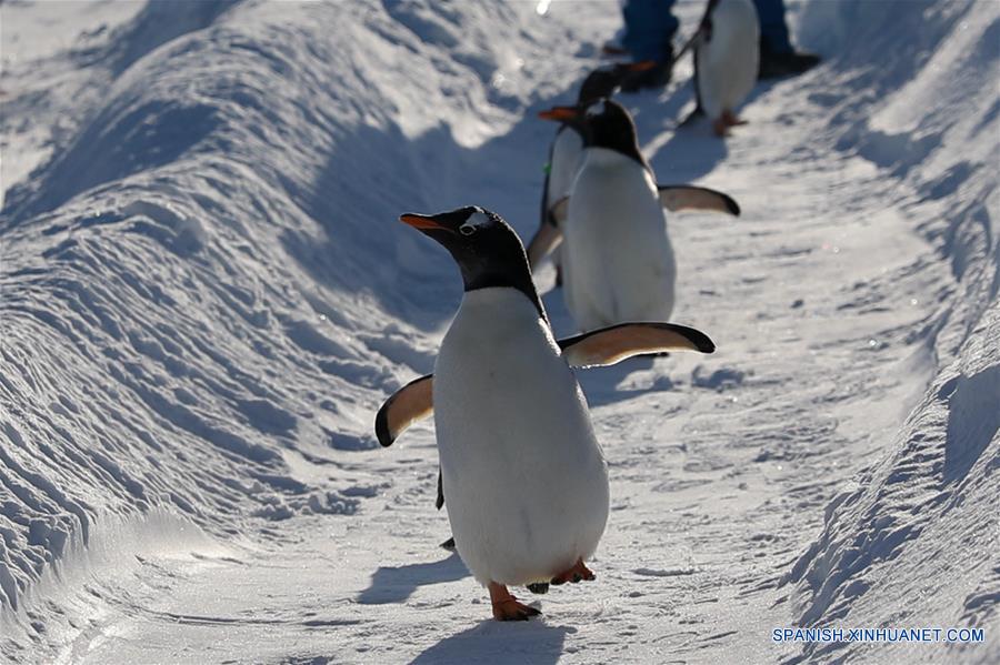 CHINA-HARBIN-PINGUINOS