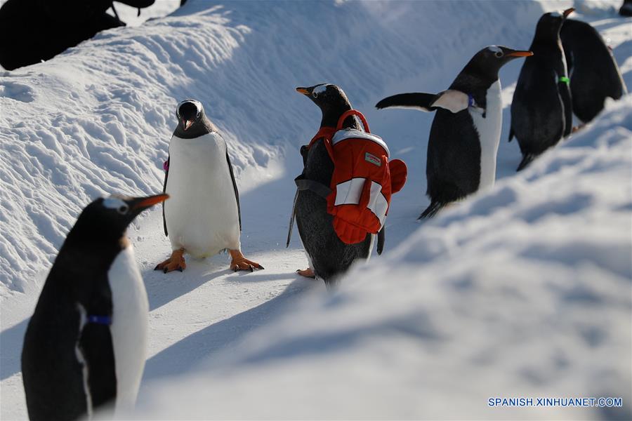 CHINA-HARBIN-PINGUINOS