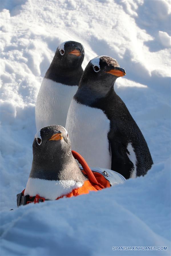 CHINA-HARBIN-PINGUINOS