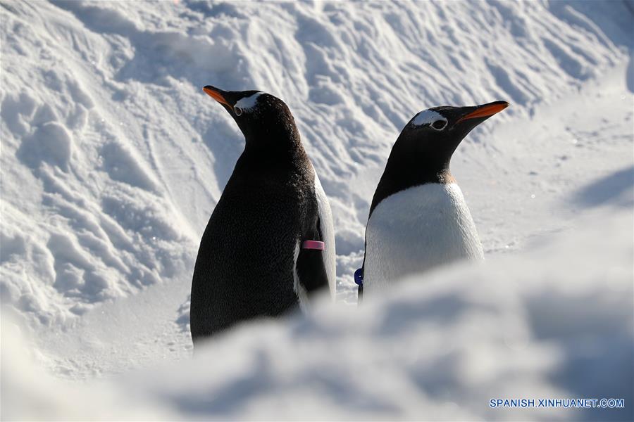 CHINA-HARBIN-PINGUINOS