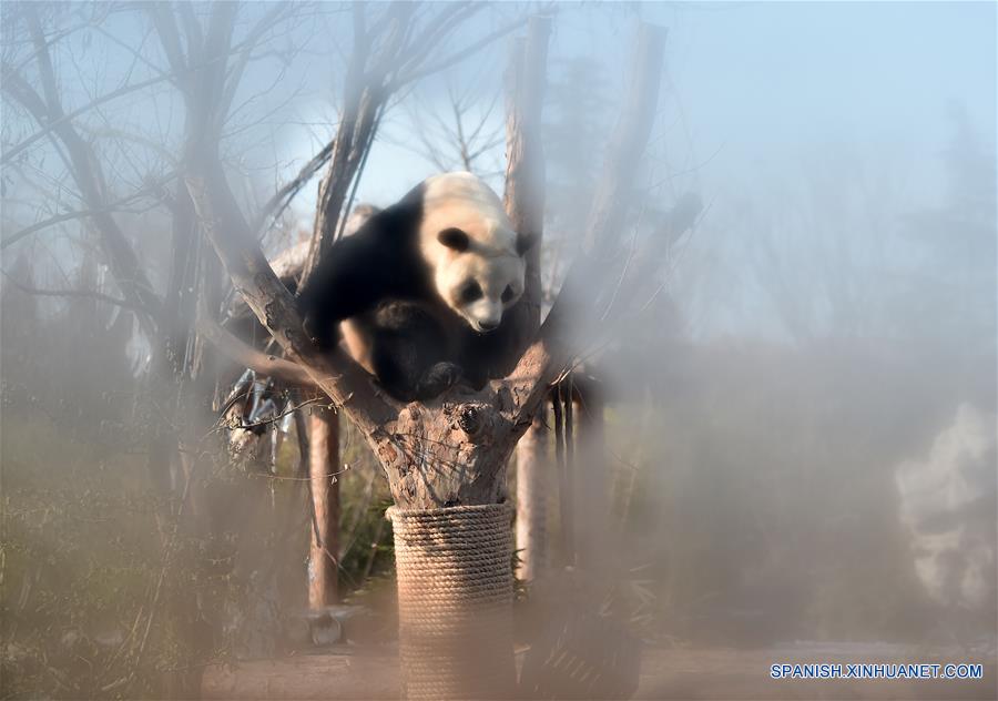CHINA-SHANDONG-INVIERNO-PANDA GIGANTE