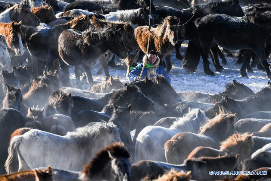 CHINA-UJIMQIN-CABALLOS