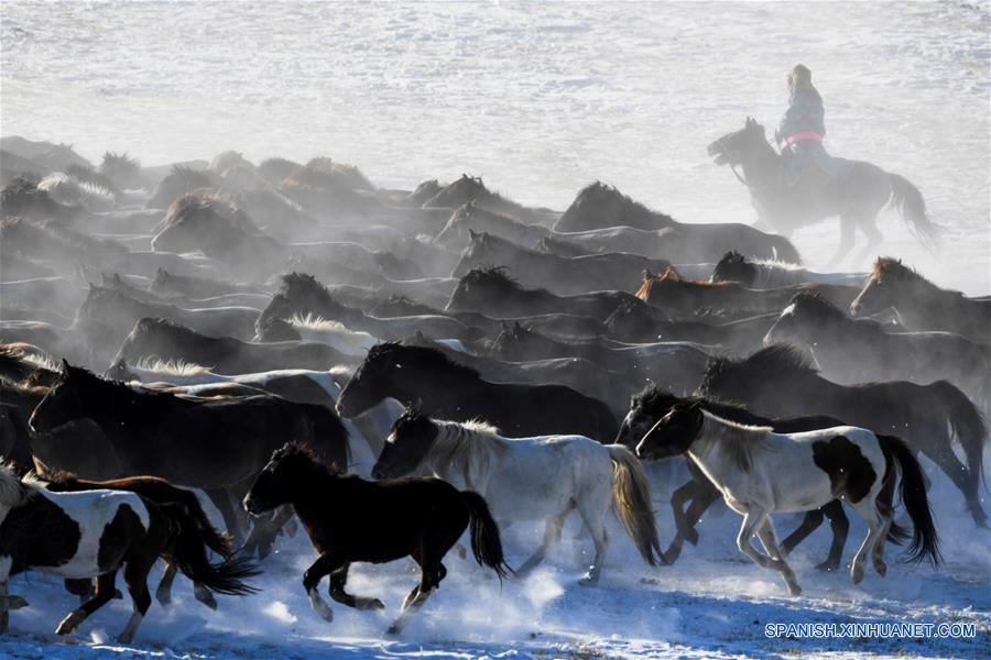 CHINA-UJIMQIN-CABALLOS