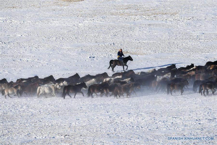 CHINA-UJIMQIN-CABALLOS