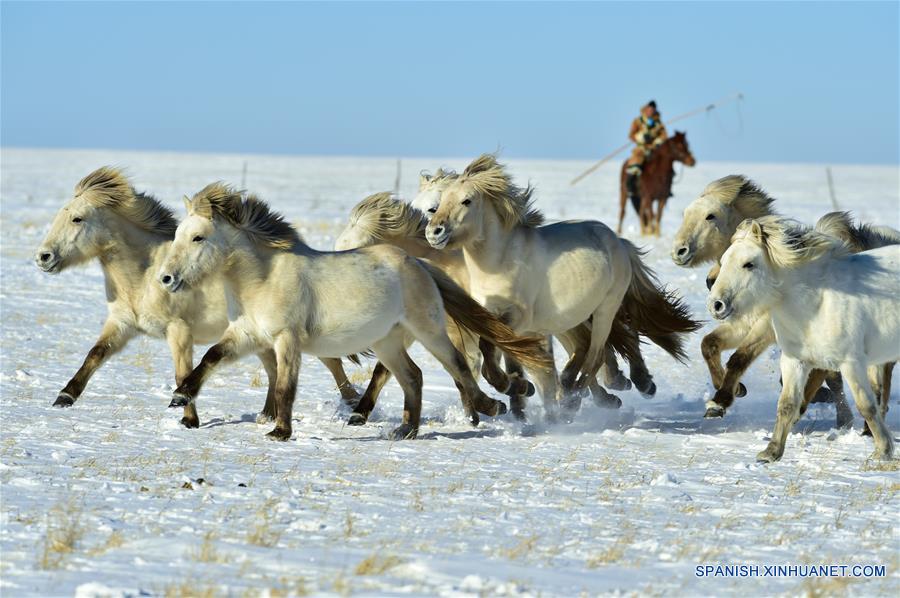 CHINA-UJUMQIN-CABALLOS