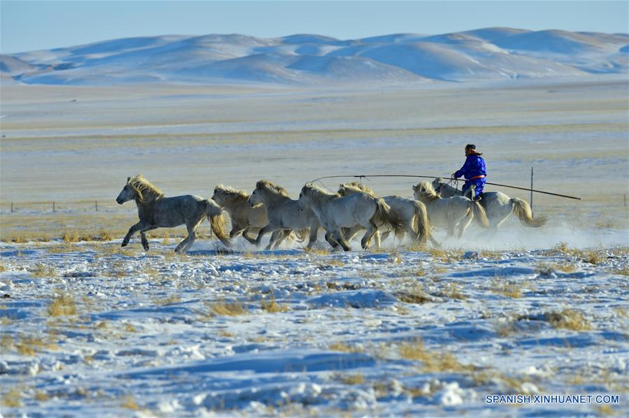 CHINA-UJUMQIN-CABALLOS