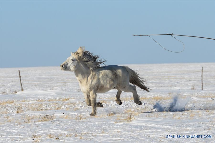 CHINA-UJUMQIN-CABALLOS